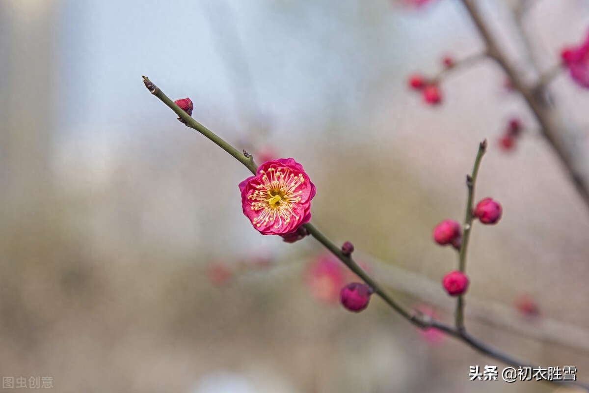 仲冬梅花唯美古诗（天地初心只是生，数点梅花天地心）