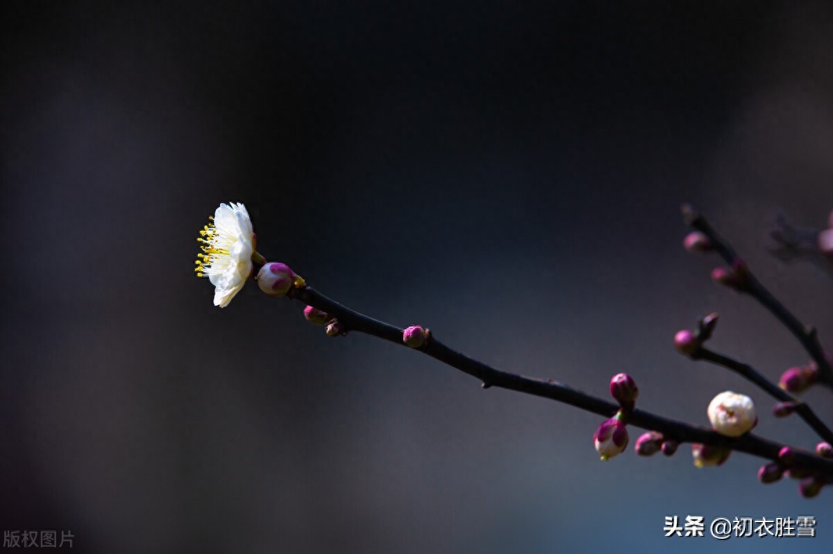 仲冬梅花唯美古诗（天地初心只是生，数点梅花天地心）