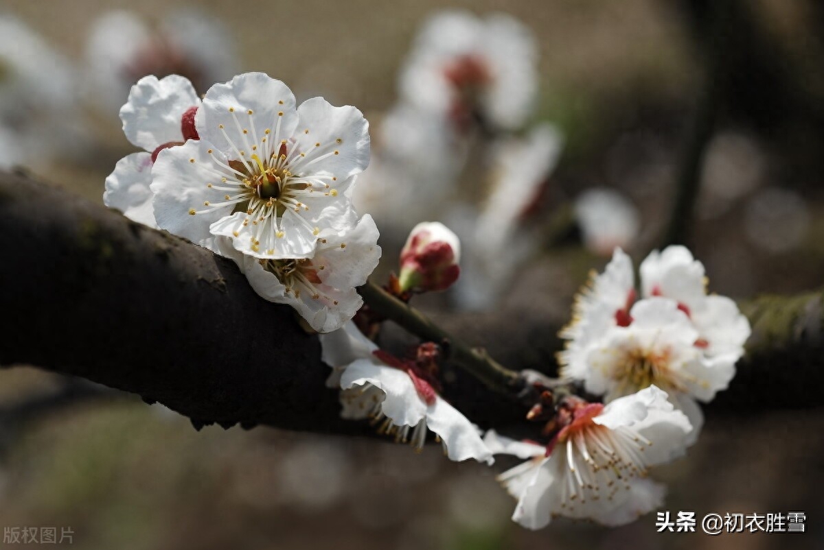 大气寒梅唐诗五首赏析（清香无以敌寒梅，万卉千花冻不知）