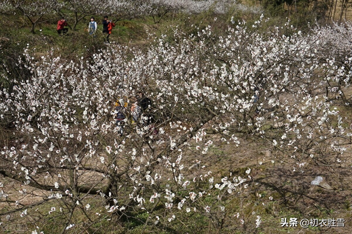 大气寒梅唐诗五首赏析（清香无以敌寒梅，万卉千花冻不知）