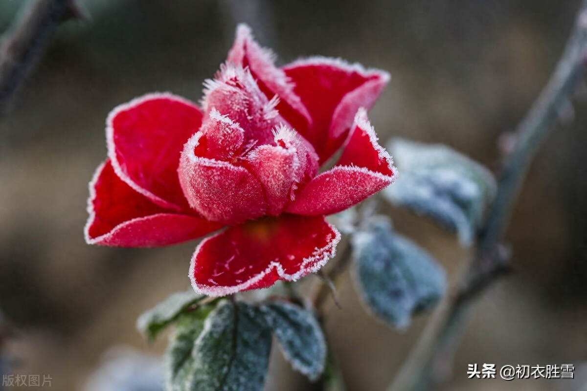 冬花月季美诗六首（天下风流是此花，此花无日不春风）