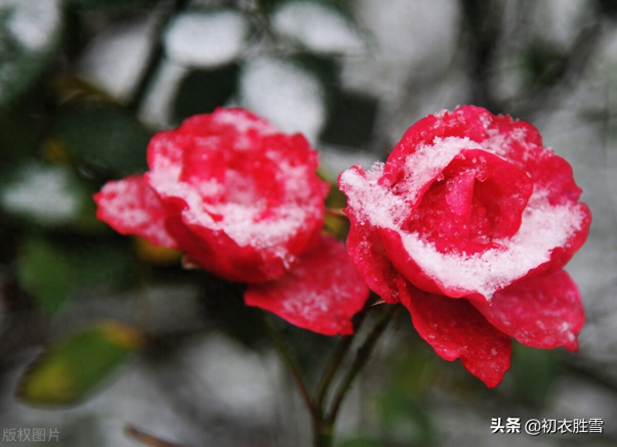 冬花月季美诗六首（天下风流是此花，此花无日不春风）