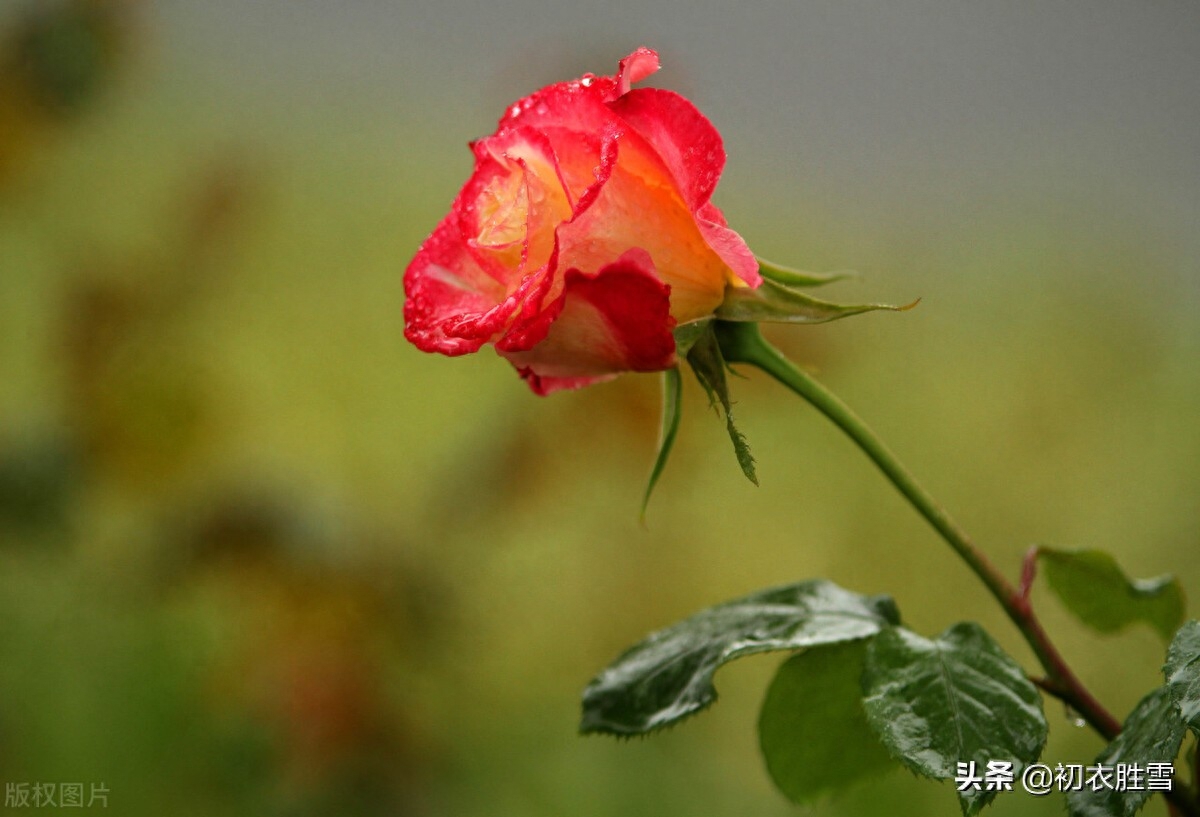 冬花月季美诗六首（天下风流是此花，此花无日不春风）