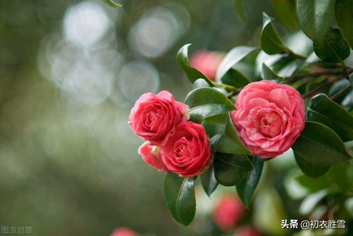 冬日茶花优美诗词九首（好在朱朱兼白白，一天飞雪映山茶）