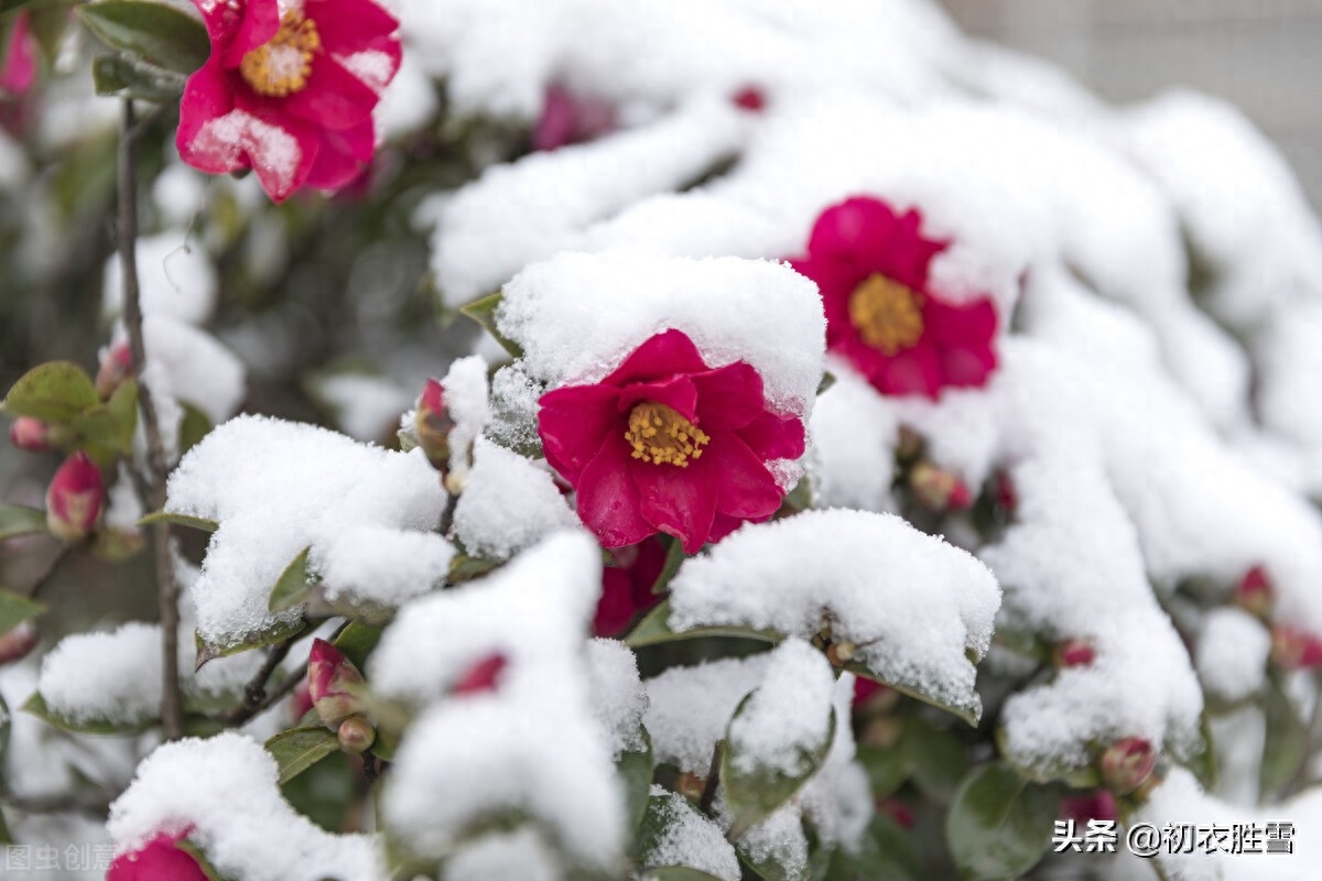 冬日茶花优美诗词九首（好在朱朱兼白白，一天飞雪映山茶）