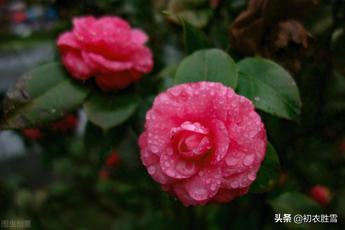 冬日茶花优美诗词九首（好在朱朱兼白白，一天飞雪映山茶）