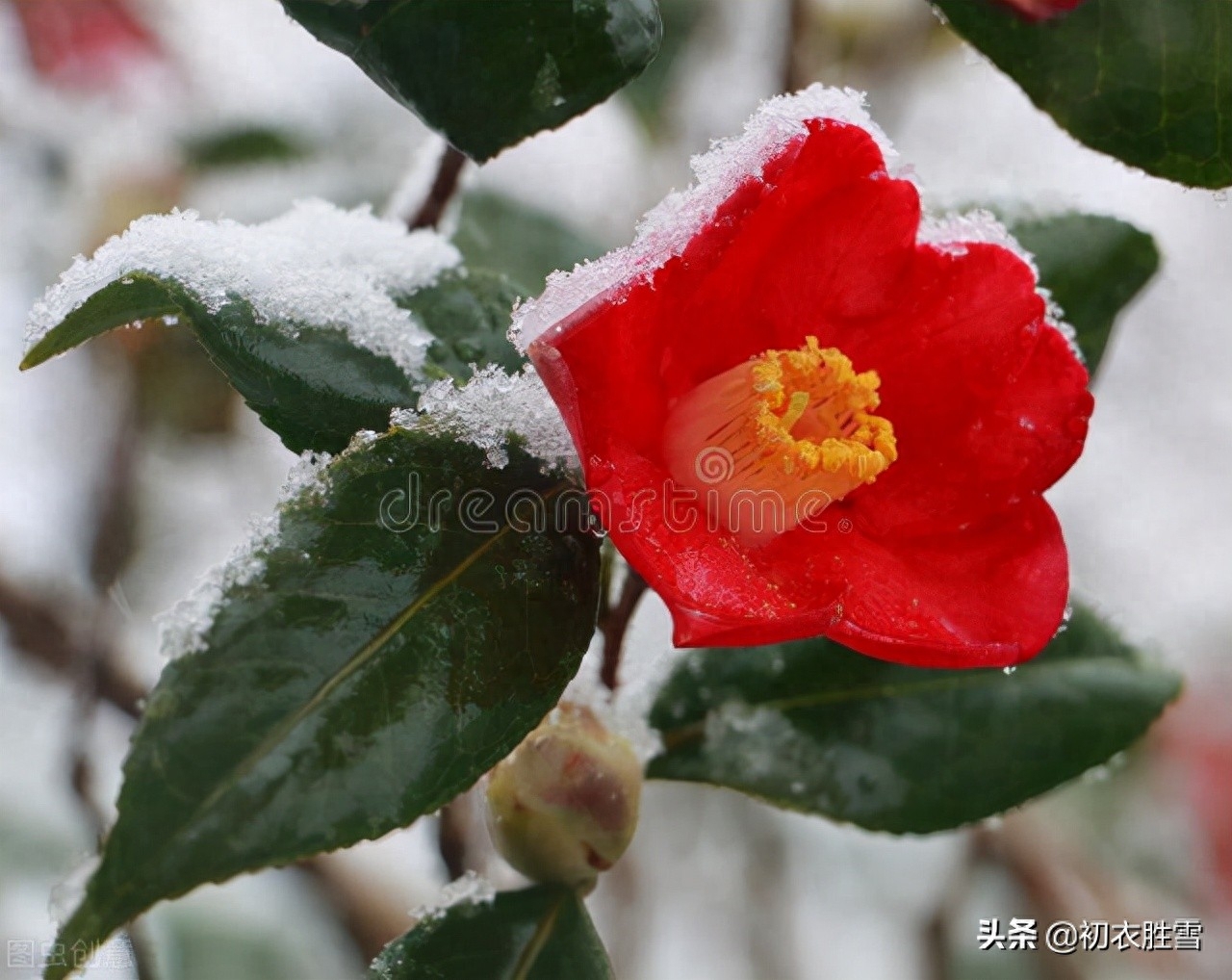 冬日茶花优美诗词九首（好在朱朱兼白白，一天飞雪映山茶）