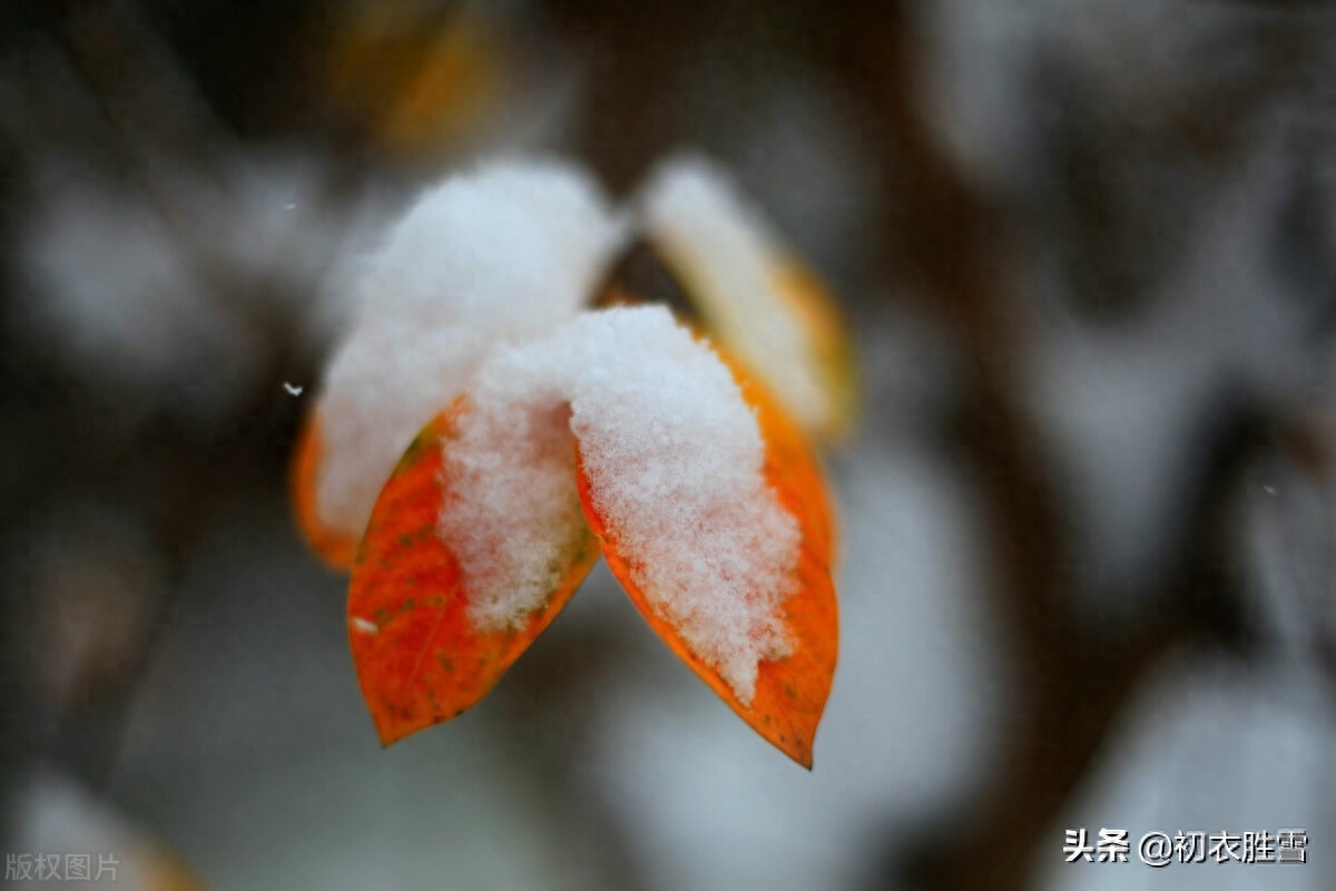 仲冬初雪美诗六首（朔风洒霰雨，共弄初落雪）