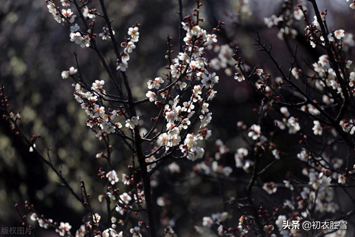 苏轼仲冬梅花两首（罗浮山下梅花村，玉雪为骨冰为魂）