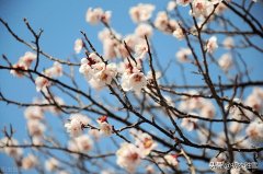 苏轼仲冬梅花两首（罗浮山下梅花村，玉雪为骨冰为魂）