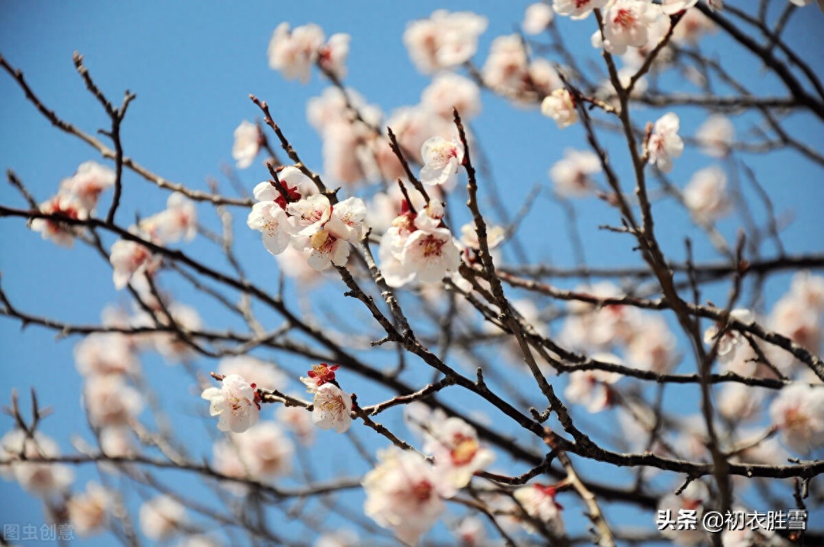 苏轼仲冬梅花两首（罗浮山下梅花村，玉雪为骨冰为魂）