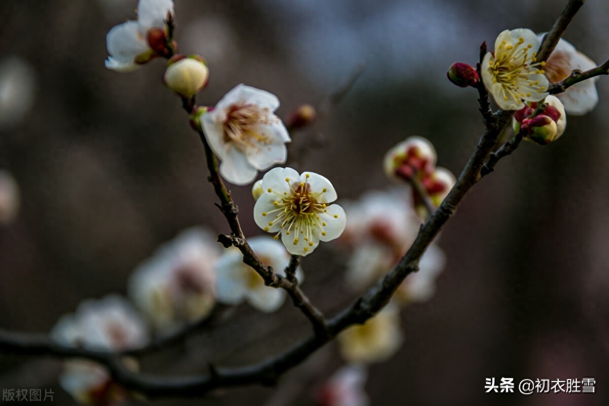 苏轼仲冬梅花两首（罗浮山下梅花村，玉雪为骨冰为魂）