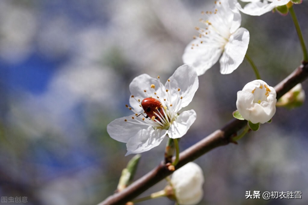 花开诗词古句有哪些（仲冬花开诗词六首）