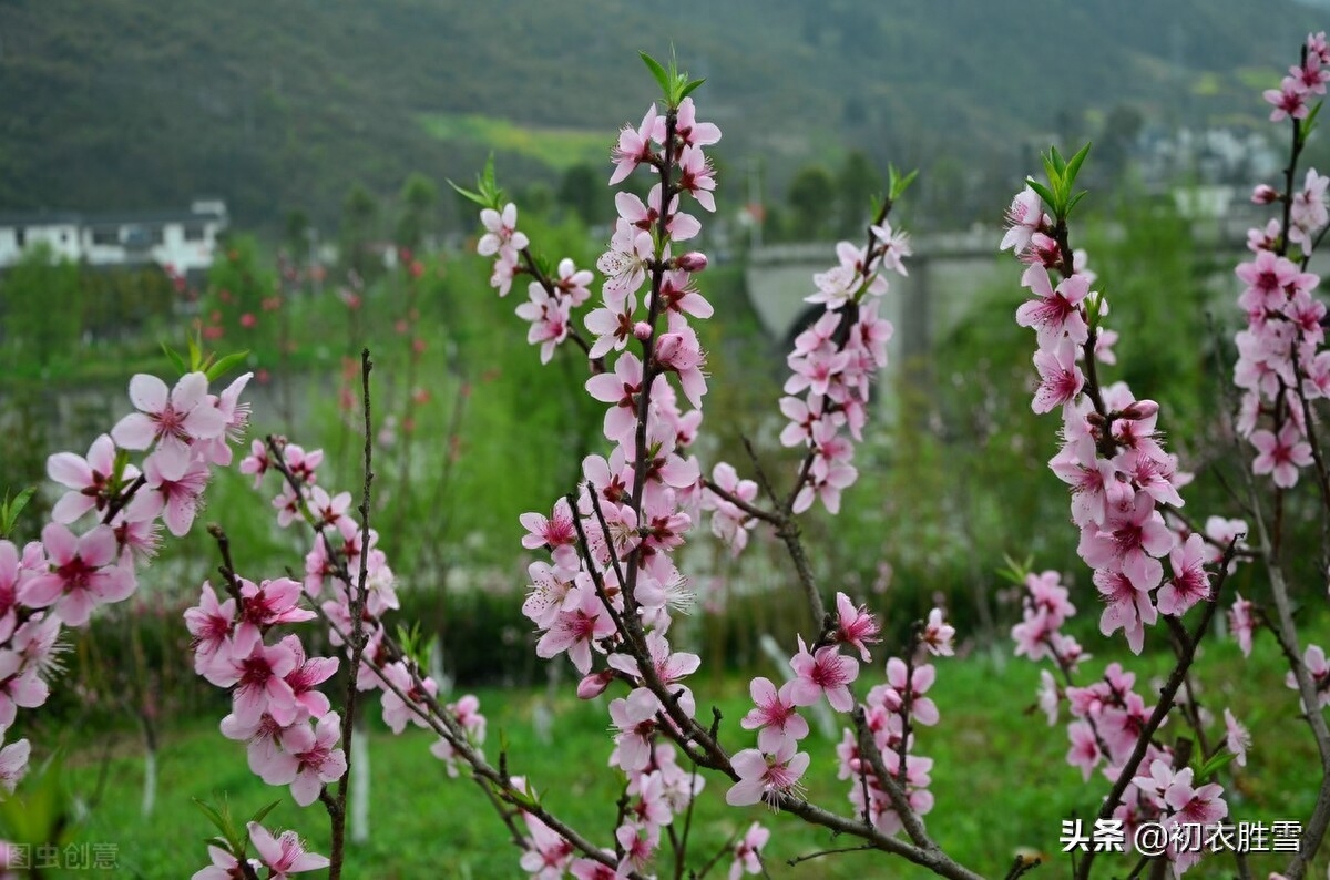 花开诗词古句有哪些（仲冬花开诗词六首）