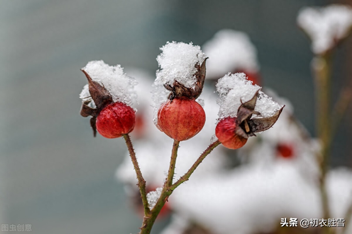 大雪节气瑞雪诗六首（飞雪正应大雪节，腊前三白遍民田）