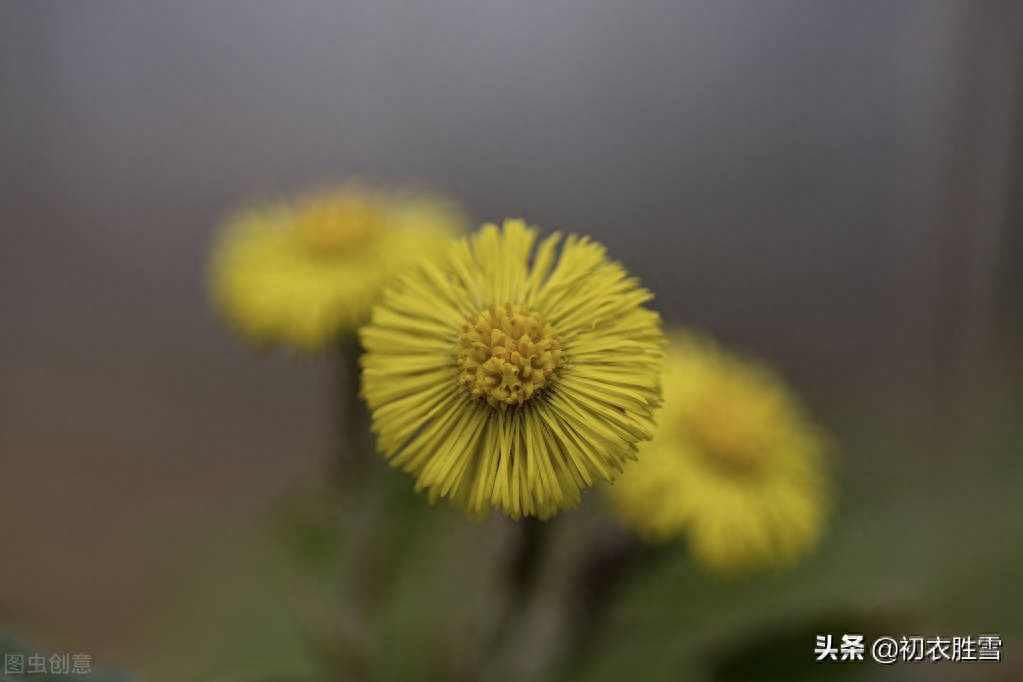 冬天款冬花五首赏析（世珍云母石，我爱款冬花）