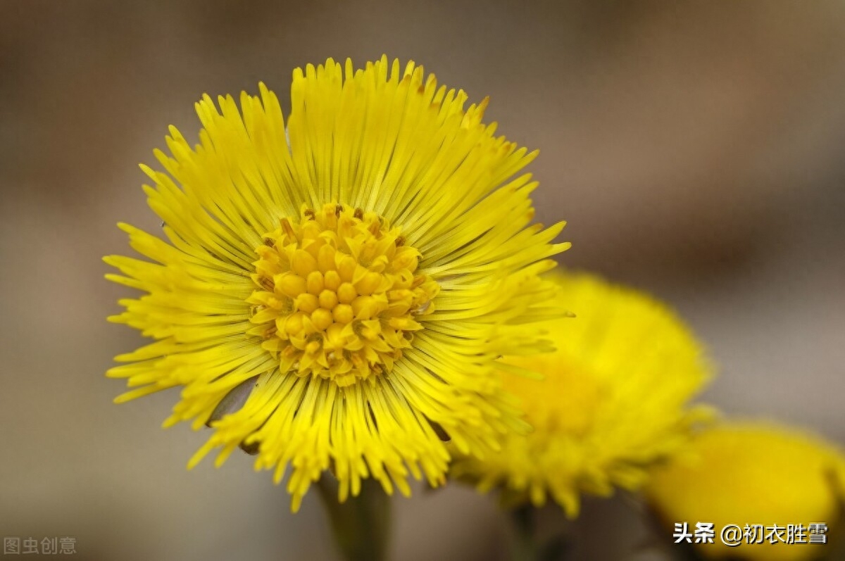 冬天款冬花五首赏析（世珍云母石，我爱款冬花）