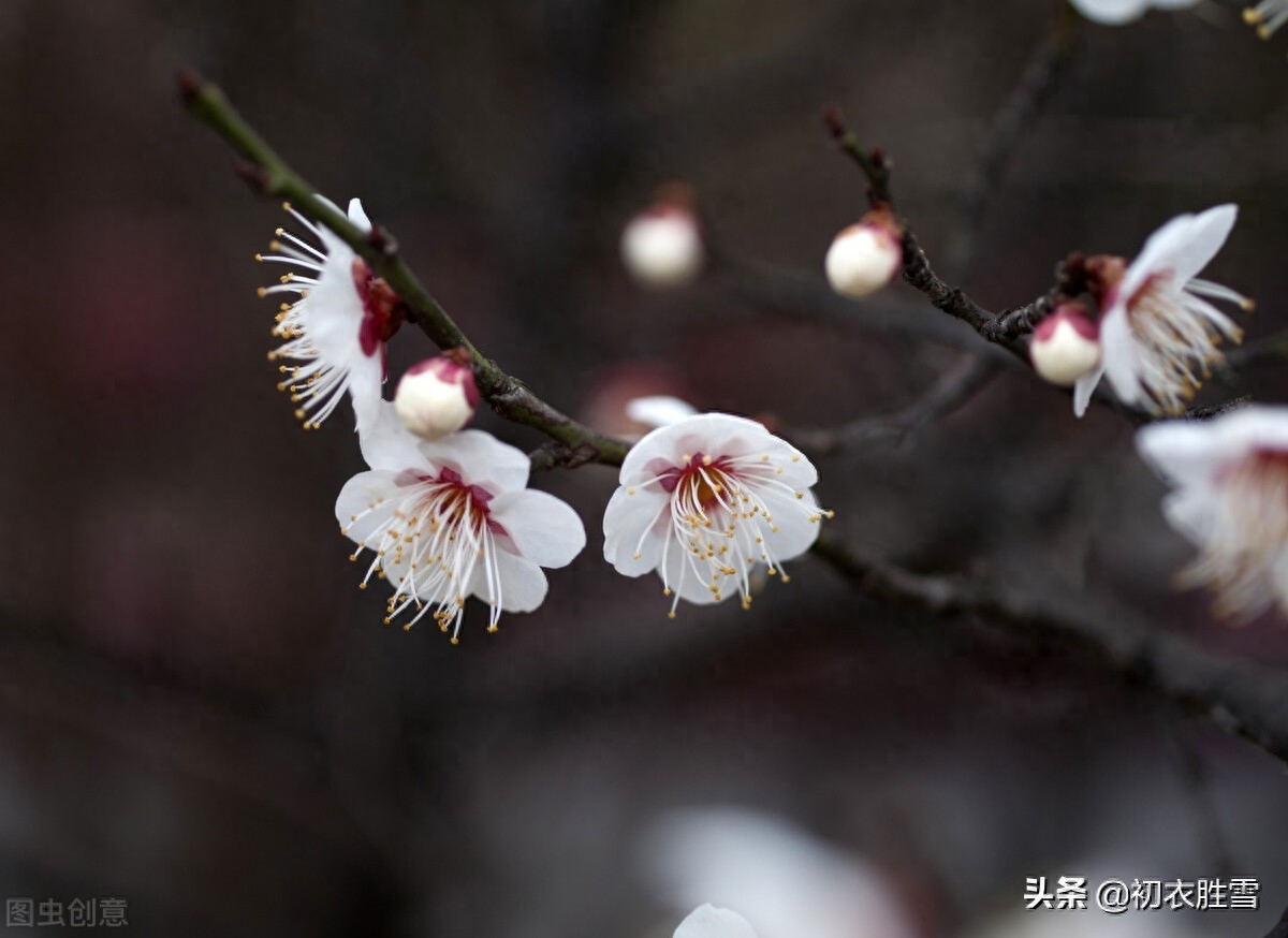 黄景仁清奇梅花五首古诗（占得百花头上死，人生可也当如此）