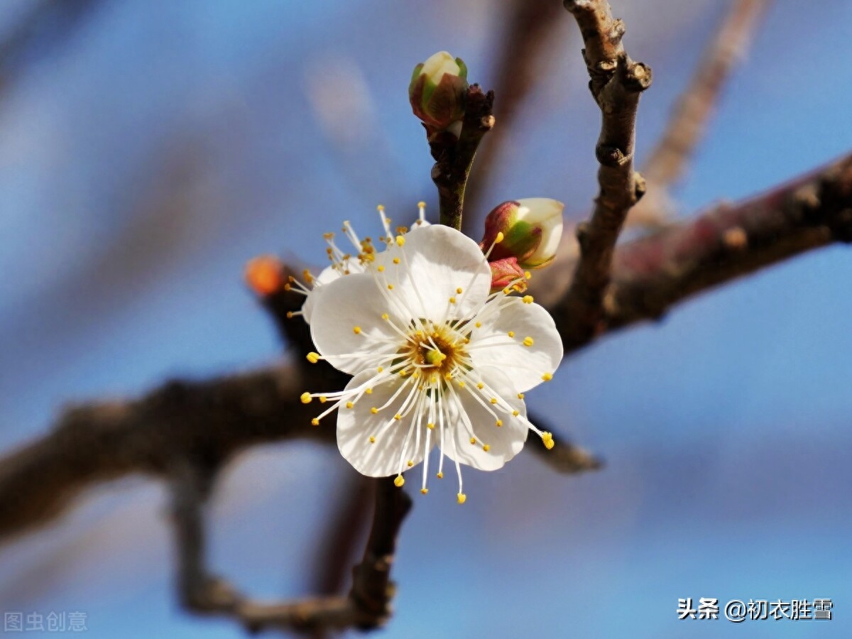 黄景仁清奇梅花五首古诗（占得百花头上死，人生可也当如此）