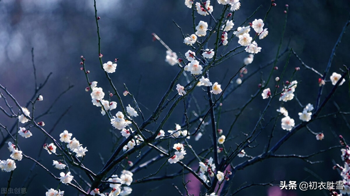 黄景仁清奇梅花五首古诗（占得百花头上死，人生可也当如此）