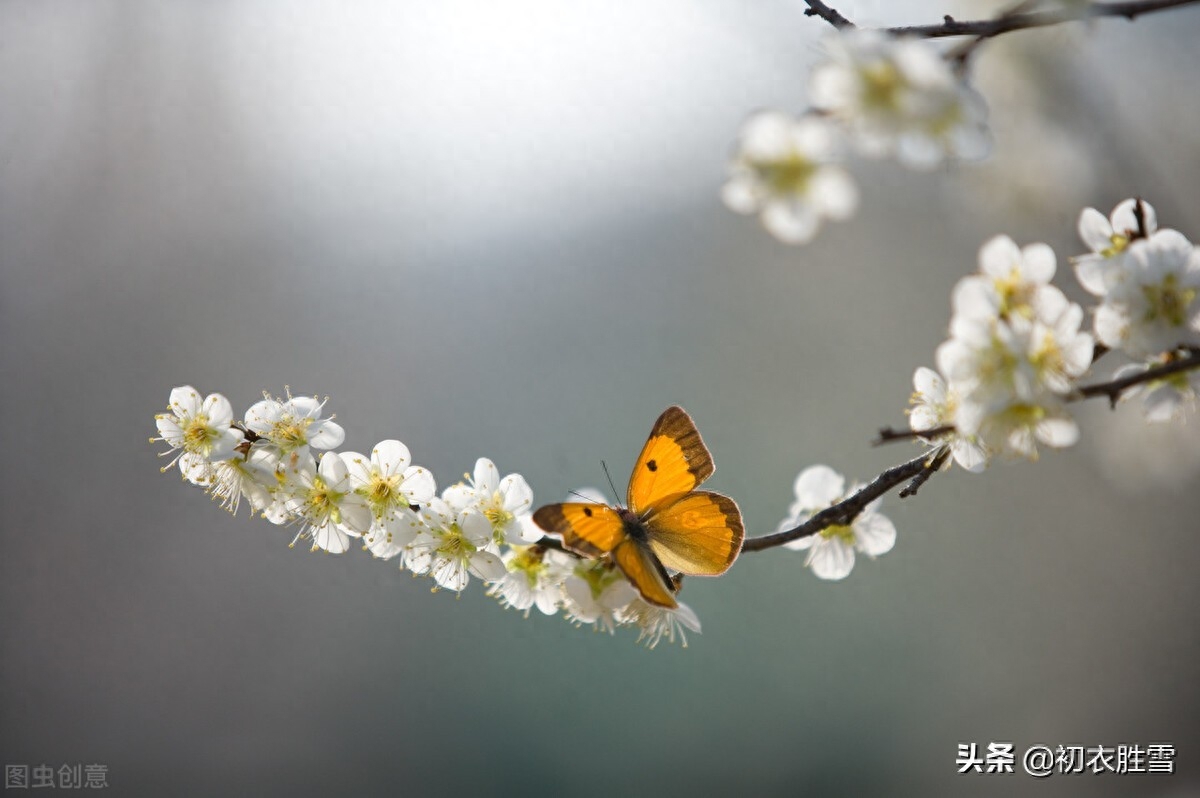 早冬可爱蝴蝶诗词五首（蝶知爱花为花出，谁家黄蝶过娟娟）