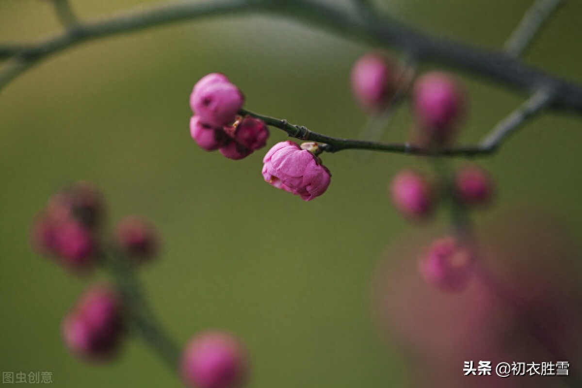 早冬别致梅花宋诗七首（涧头一树小春梅，小春枝上含珠颗）