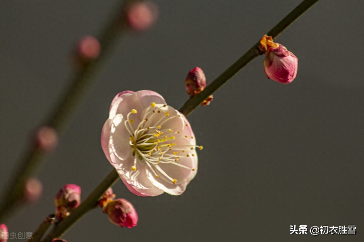 早冬别致梅花宋诗七首（涧头一树小春梅，小春枝上含珠颗）