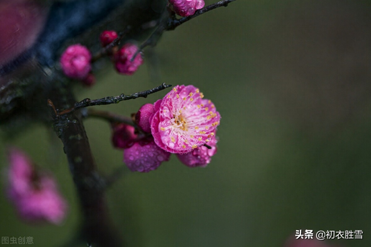 早冬别致梅花宋诗七首（涧头一树小春梅，小春枝上含珠颗）