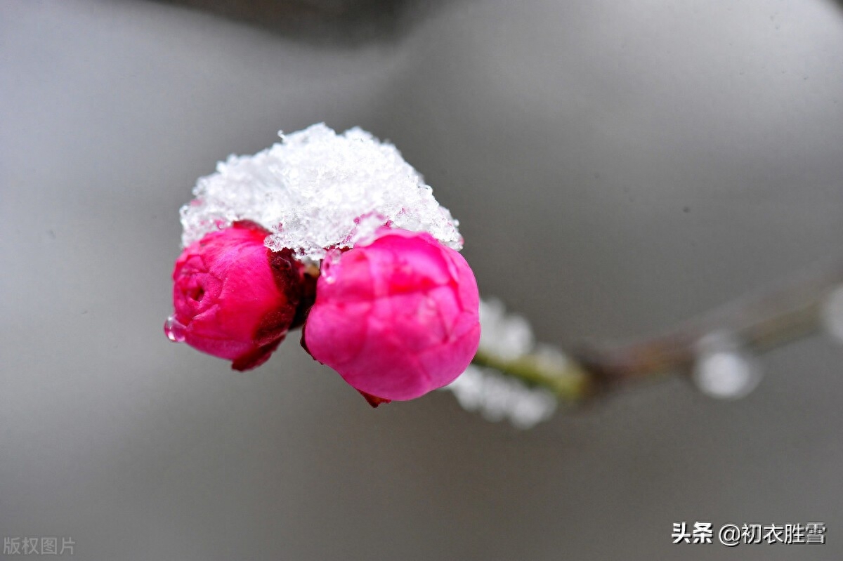 ​小雪节气唯美七首古诗（枫落吴江小雪天，一片飞来一片寒）