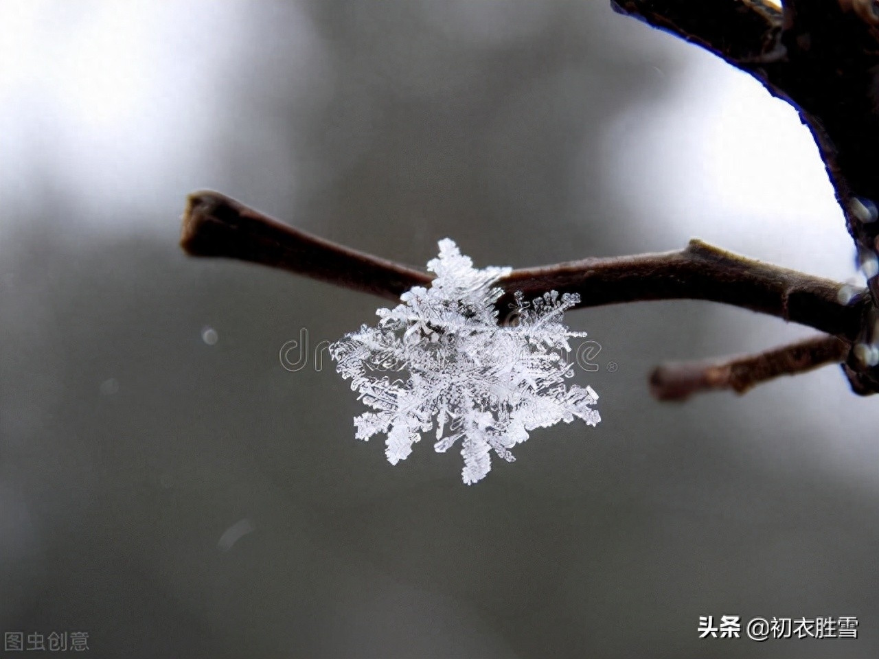 小雪节气菊诗五首（寂寥小雪闲中过，残菊犹能傲霜雪）