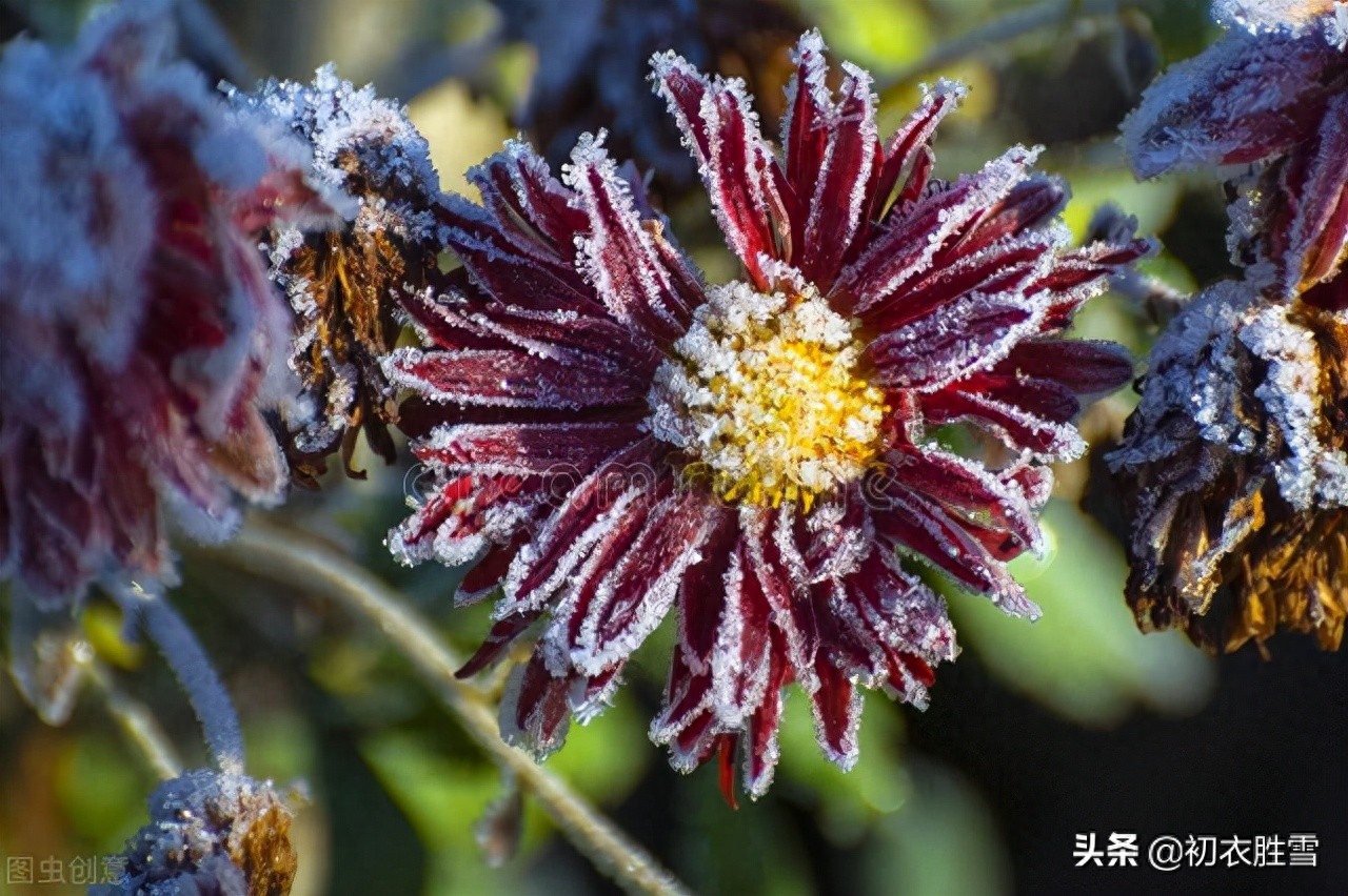 小雪节气菊诗五首（寂寥小雪闲中过，残菊犹能傲霜雪）