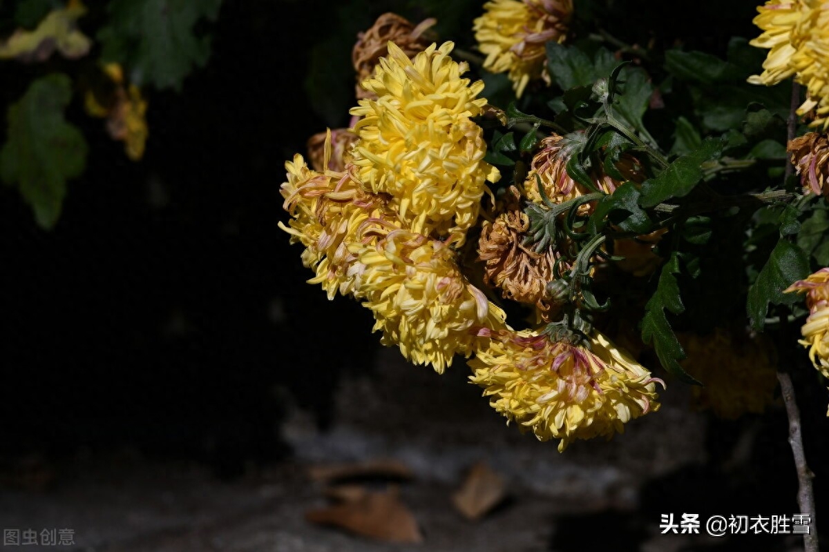 小雪节气菊诗五首（寂寥小雪闲中过，残菊犹能傲霜雪）