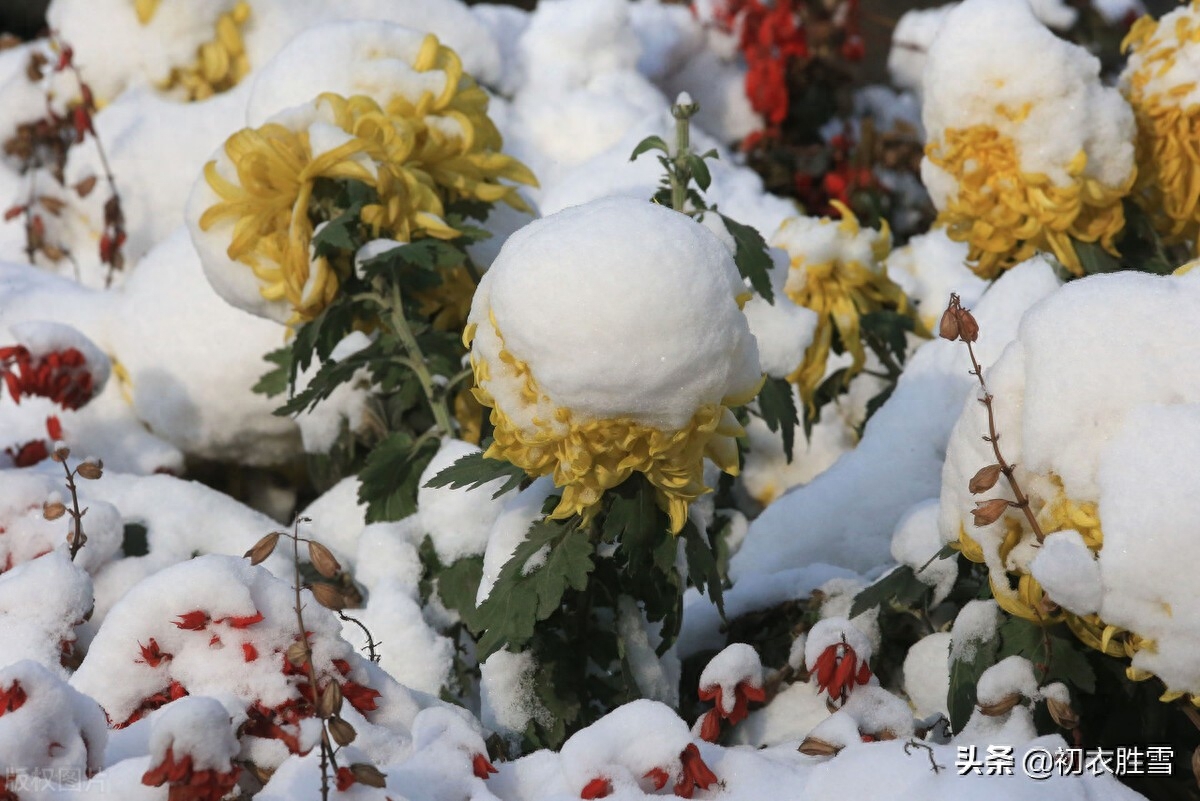 小雪节气菊诗五首（寂寥小雪闲中过，残菊犹能傲霜雪）