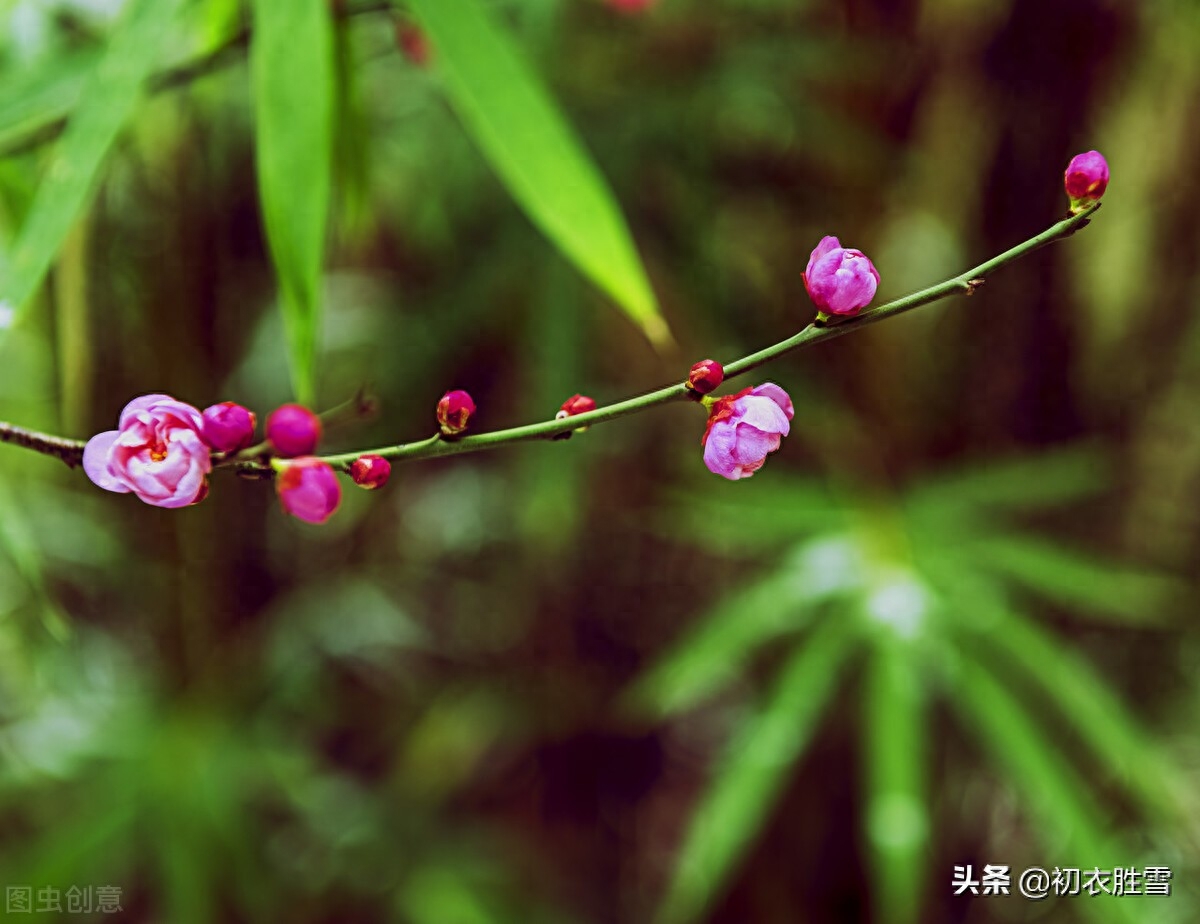 清新早梅古诗七首（孟冬天地闭，萼绿数花开）