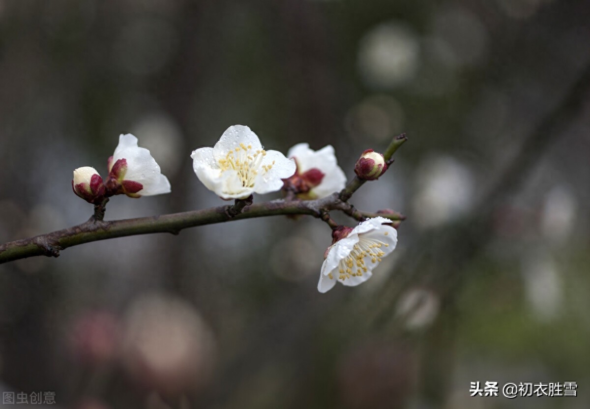 清新早梅古诗七首（孟冬天地闭，萼绿数花开）