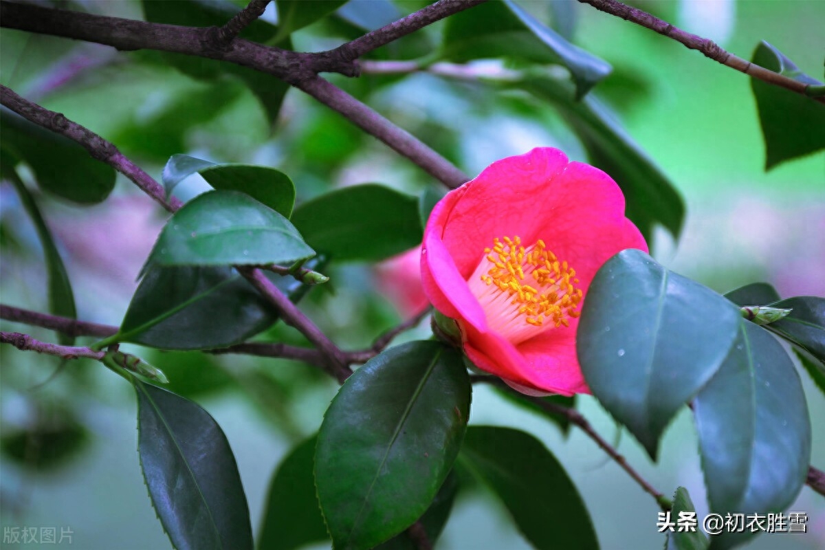 早冬茶花五首古诗词（春色初回垄上茶，嫩容白玉沁梨花）