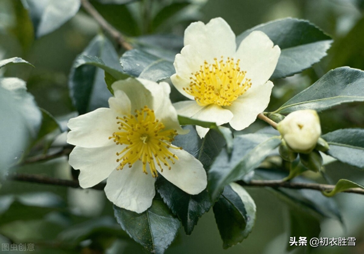 早冬茶花五首古诗词（春色初回垄上茶，嫩容白玉沁梨花）