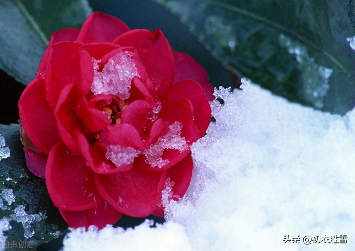 早冬茶花五首古诗词（春色初回垄上茶，嫩容白玉沁梨花）