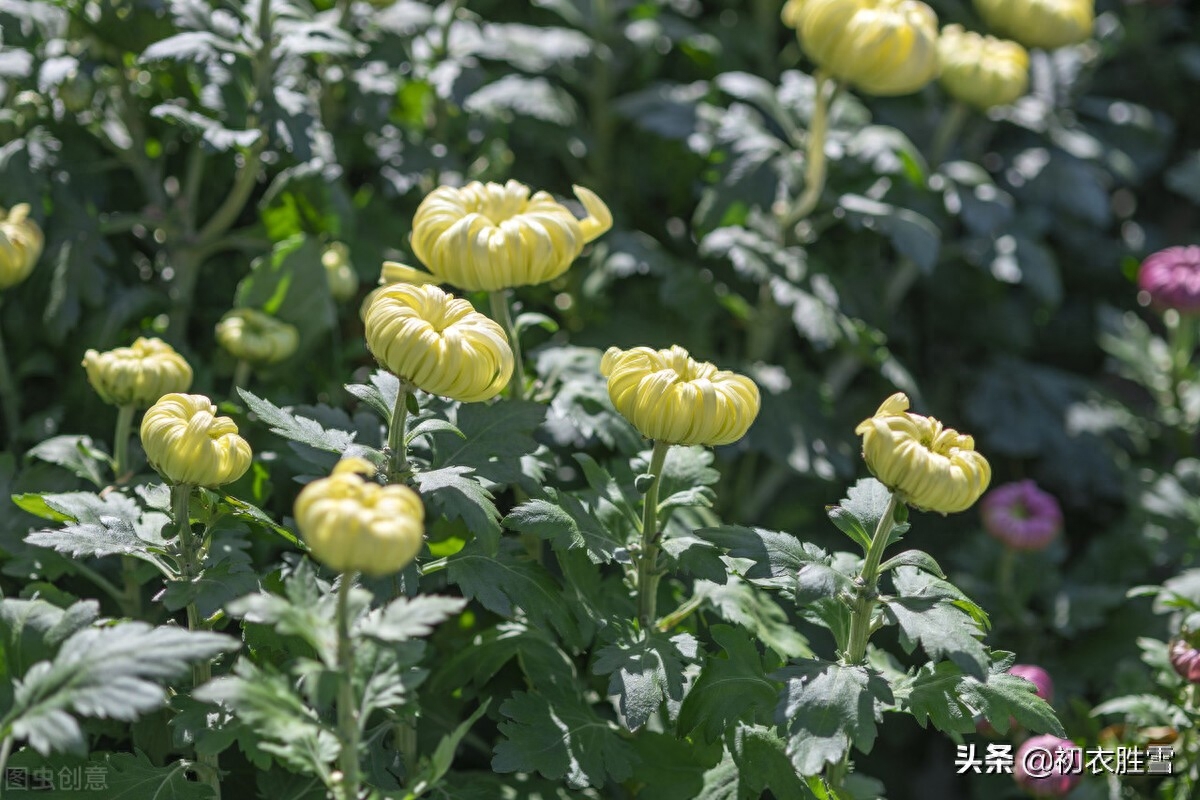 初冬清丽菊花唯美诗词五首（新黄间繁绿，犹开满地金）