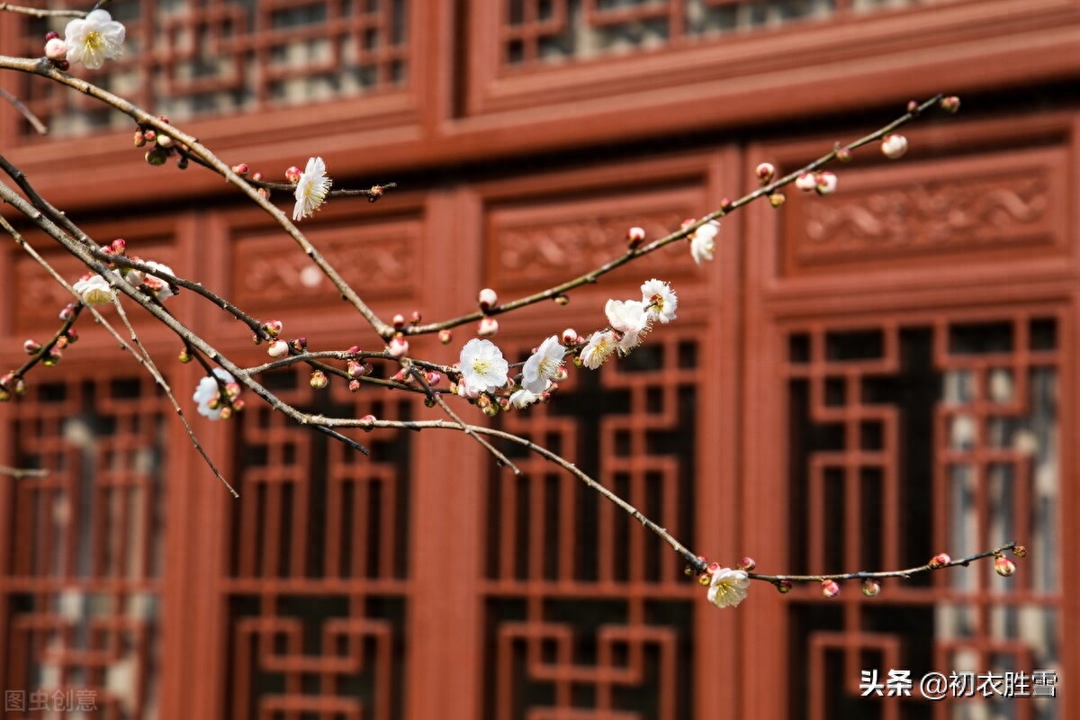 梅花诗词古句精选（冷艳一枝何处见，何处梅花一绽香）