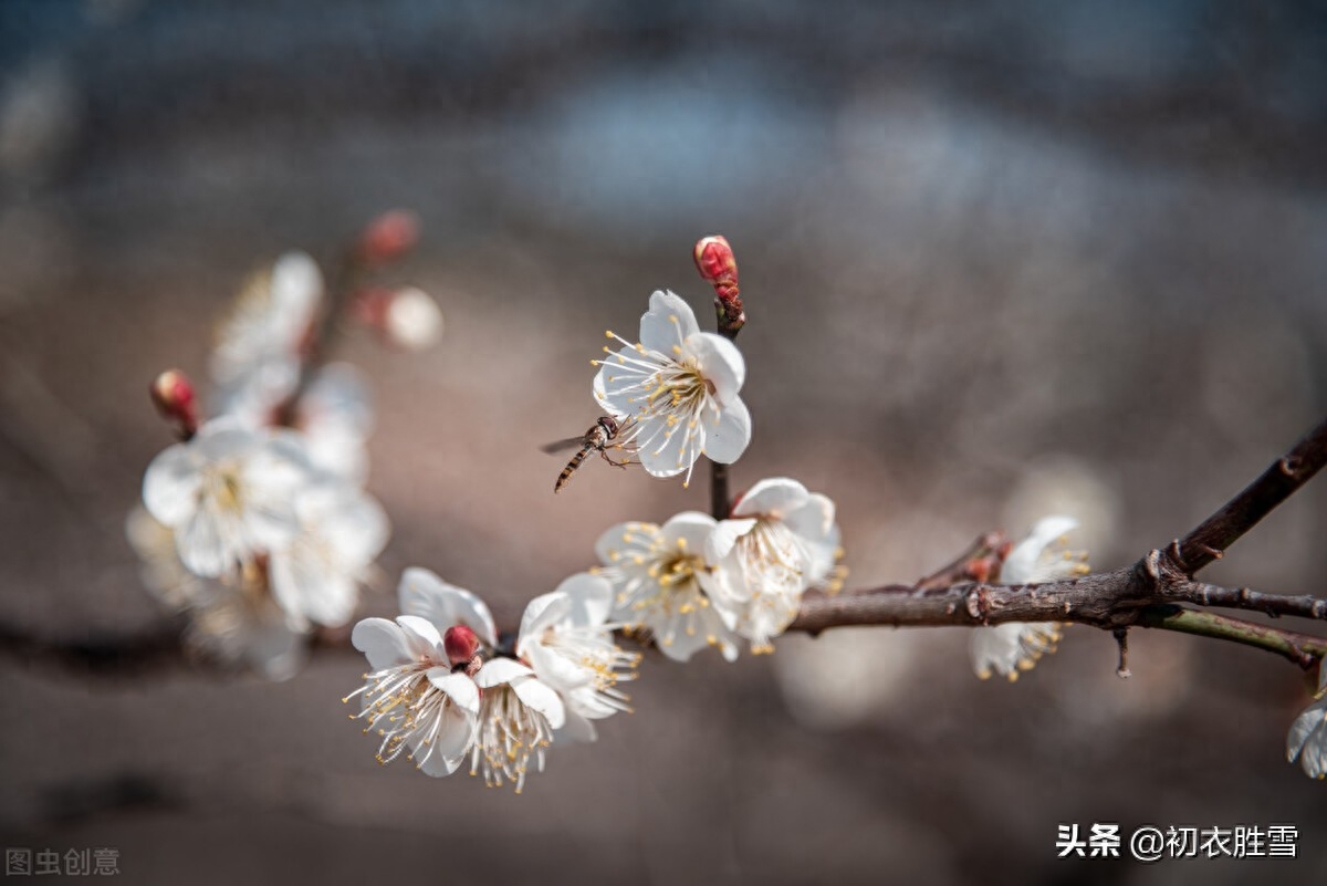 梅花诗词古句精选（冷艳一枝何处见，何处梅花一绽香）