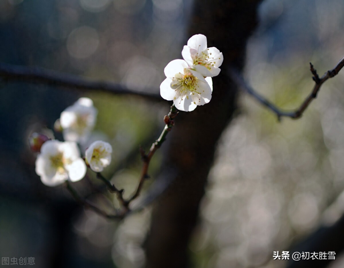 梅花诗词古句精选（冷艳一枝何处见，何处梅花一绽香）