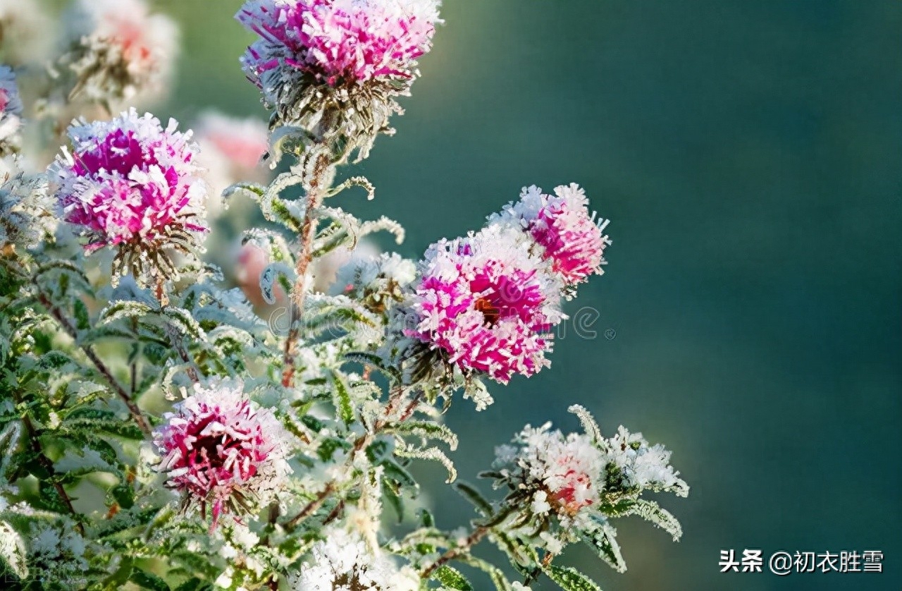 立冬菊花古诗六首（万树皆零落，黄菊一何好）