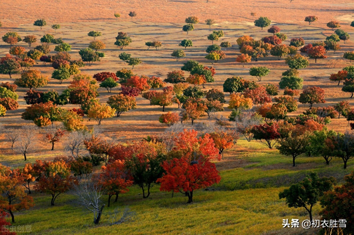 清美明快初冬古诗五首（红叶已飘千万点，菊花犹著郁金衣）