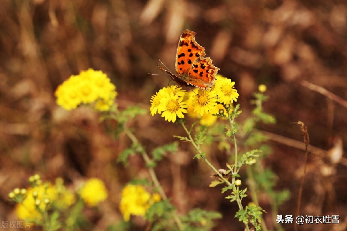 清美明快初冬古诗五首（红叶已飘千万点，菊花犹著郁金衣）