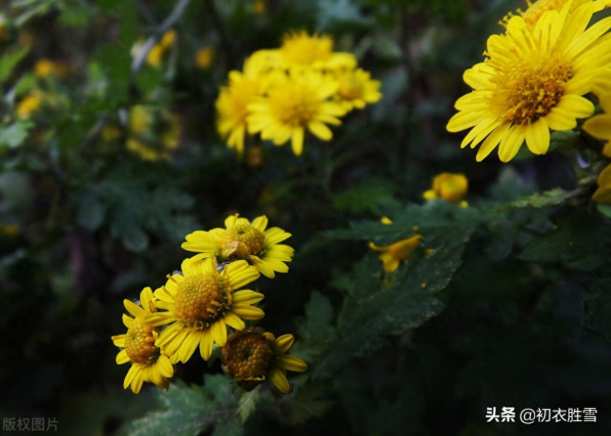 清美明快初冬古诗五首（红叶已飘千万点，菊花犹著郁金衣）