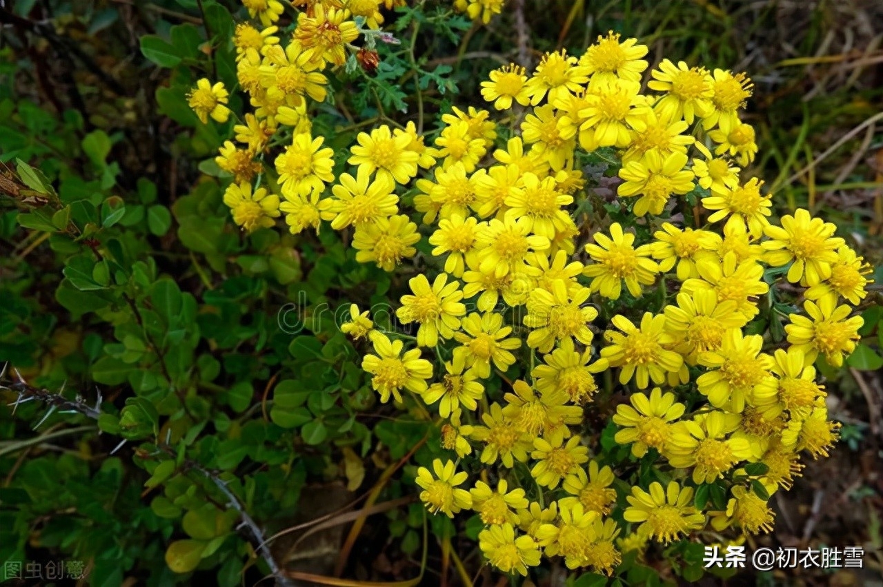 清美明快初冬古诗五首（红叶已飘千万点，菊花犹著郁金衣）