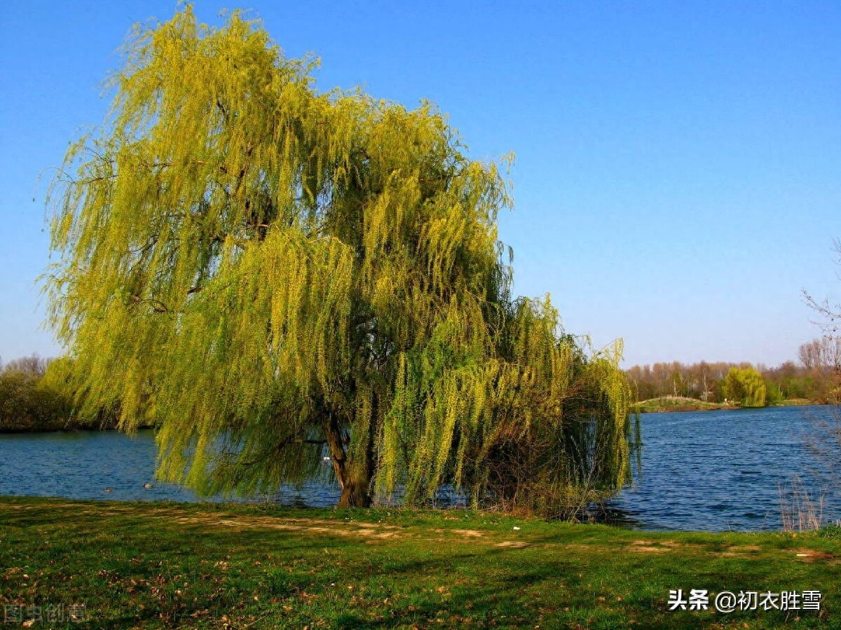 清丽早冬美诗五首赏析（杨柳不知秋已远，可怜冬景似春华）