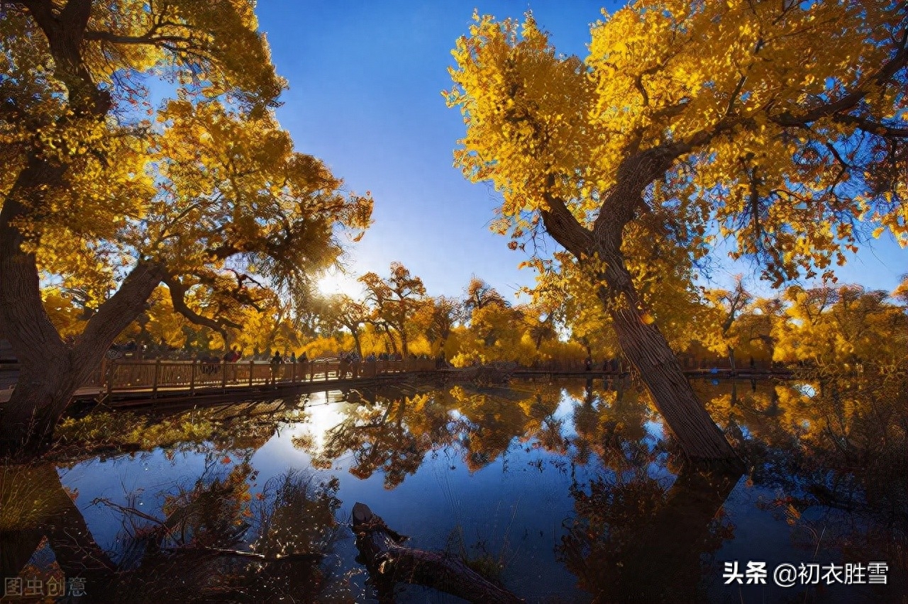 晚秋明丽秋山七首古诗词（谁道秋山不宜客，柿叶枫林别样春）