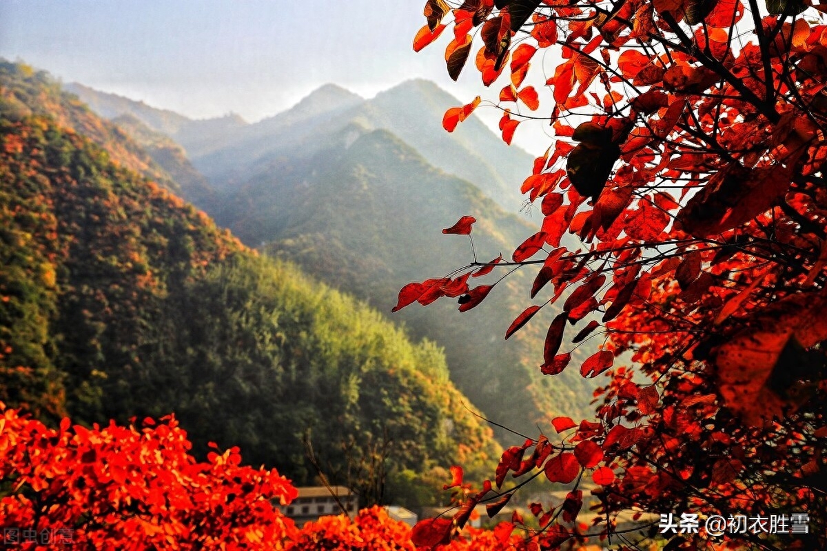 晚秋明丽秋山七首古诗词（谁道秋山不宜客，柿叶枫林别样春）